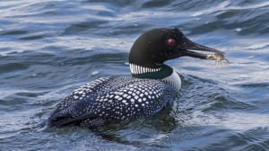 14_1109-Common-Loon-e1415762865892.jpg