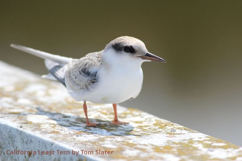 Least-Tern