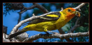 Wester-Tanager