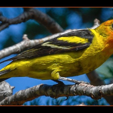 Wester-Tanager