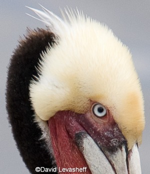Brown-Pelican-Eye.jpg
