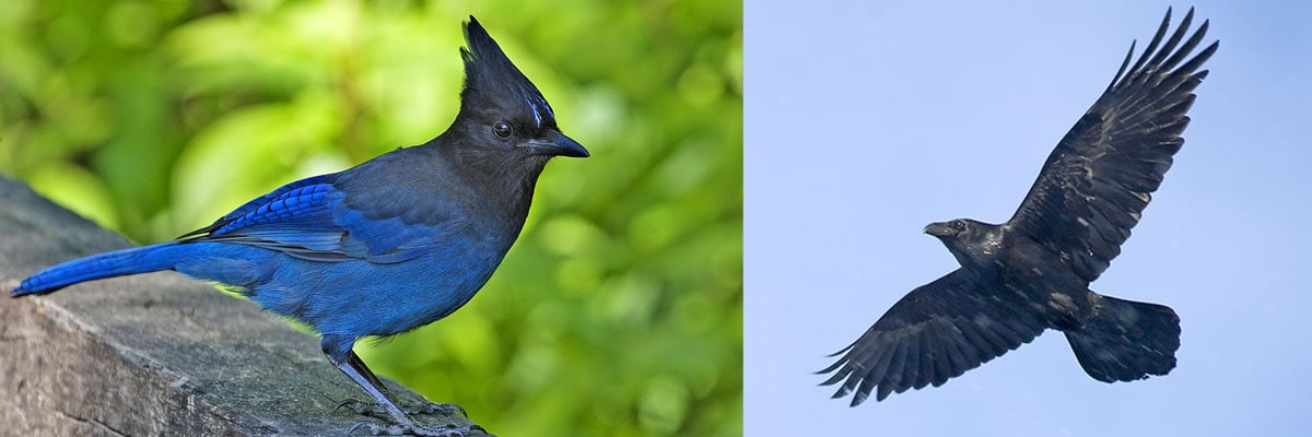 Program: Birds in Black…and Blue, Corvids of the Santa Ynez Valley