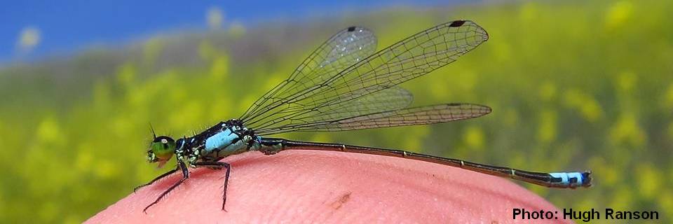 Program: The Dragonflies of Santa Barbara County