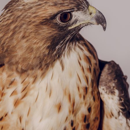 photo of Ivan the Red-tailed Hawk