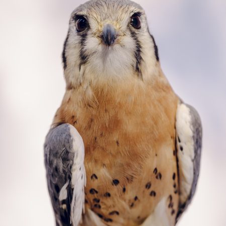 photo of Kanati the American Kestrel
