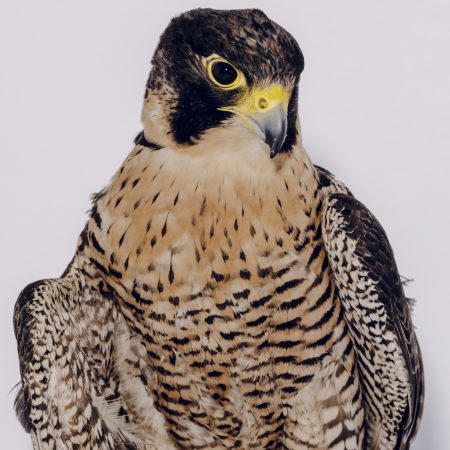 photo of Kisa the Peregrine Falcon