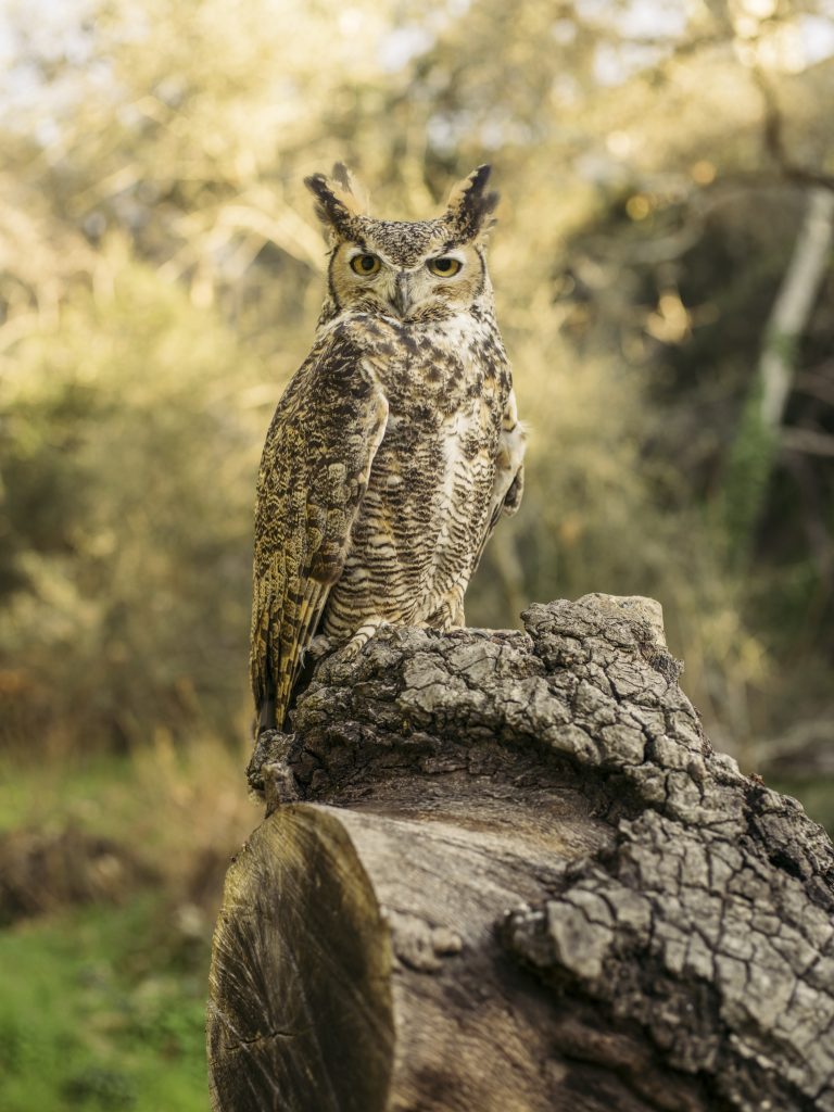 photo of Max the Great-Horned Owl