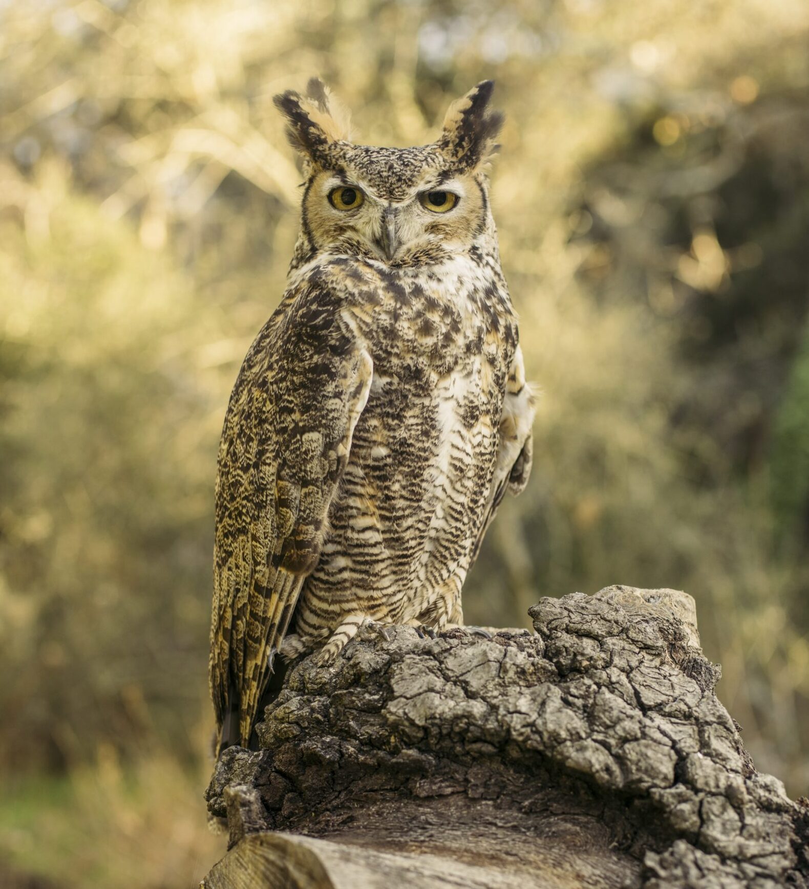 photo of Max the Great-Horned Owl