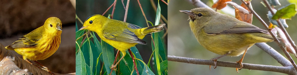 Field Trip - Warblers