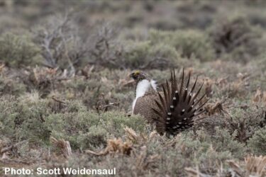 A Greater sage grouse in a field.