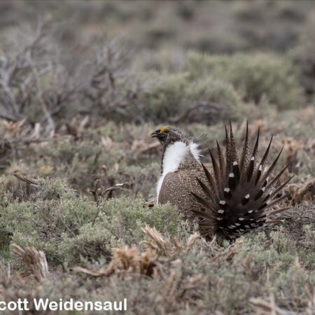 A Greater sage grouse in a field.