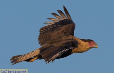 A crested caracara flies over More Mesa in 1997--a biologically diverse ocean-front parcel SBAS has been fighting to keep undeveloped since 1982.