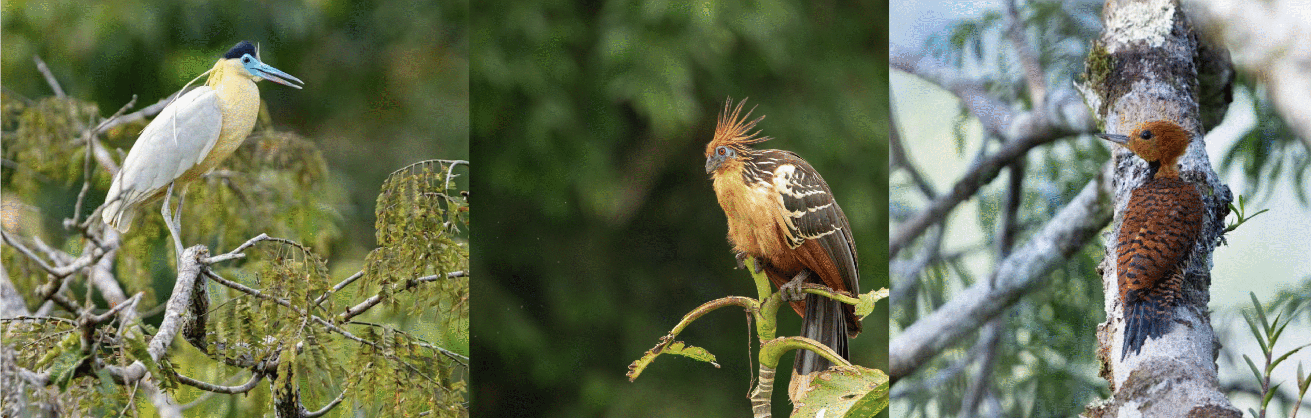 Program: Amazonia Untamed: Birds and Biodiversity