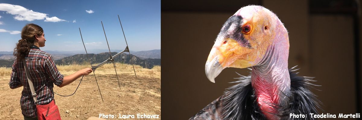 Program: The Condor in Captivity--Breeding a Species on the Edge
