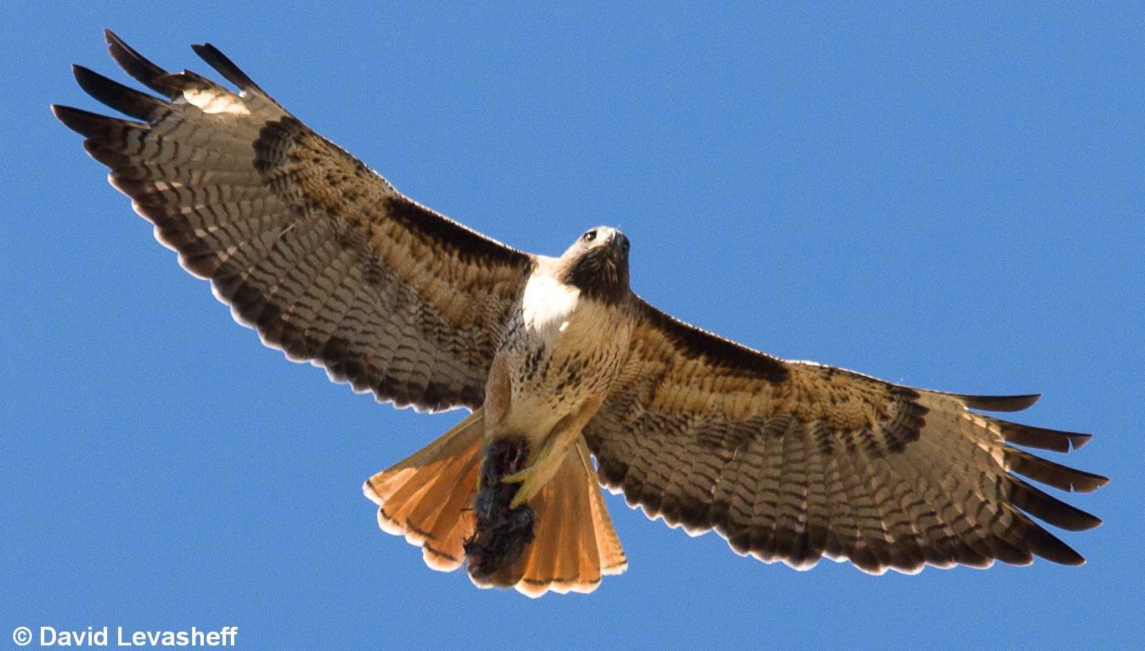 Red-tailed-Hawk.jpg