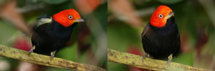 Satie-and-Jeff-Red-Capped-Manakin-Banner.jpg