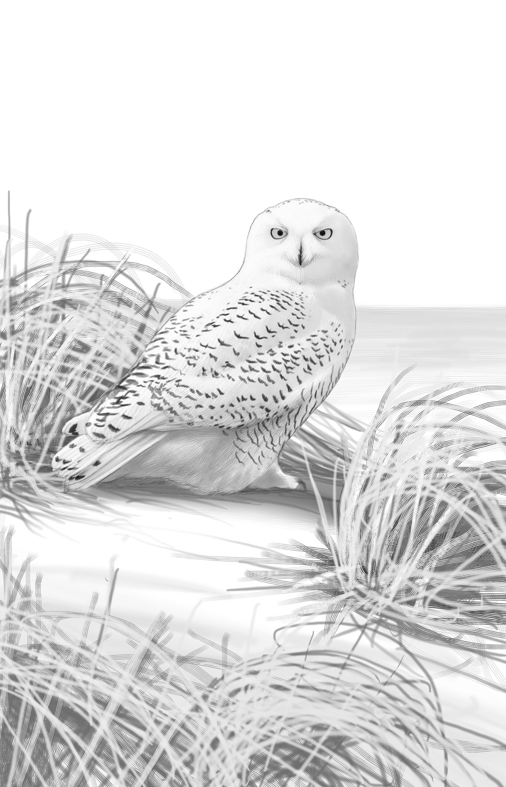 Program: The Courage of Birds: And the Often Surprising Ways They Survive Winter