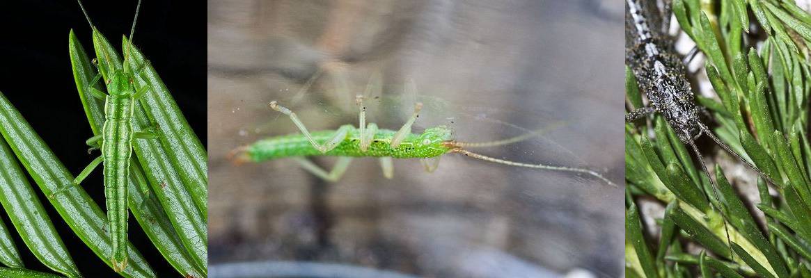 Program: Evolutionary Divergence in Timema Stick Insects