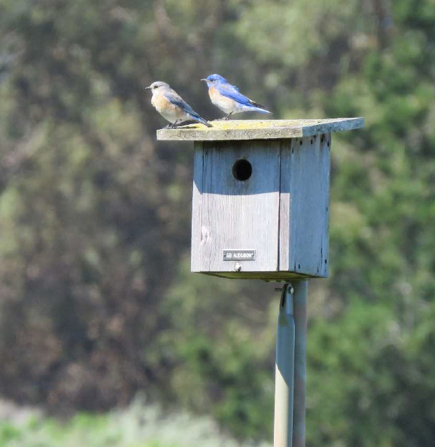 2022 Nest Box Program Report - Santa Barbara Audubon Society