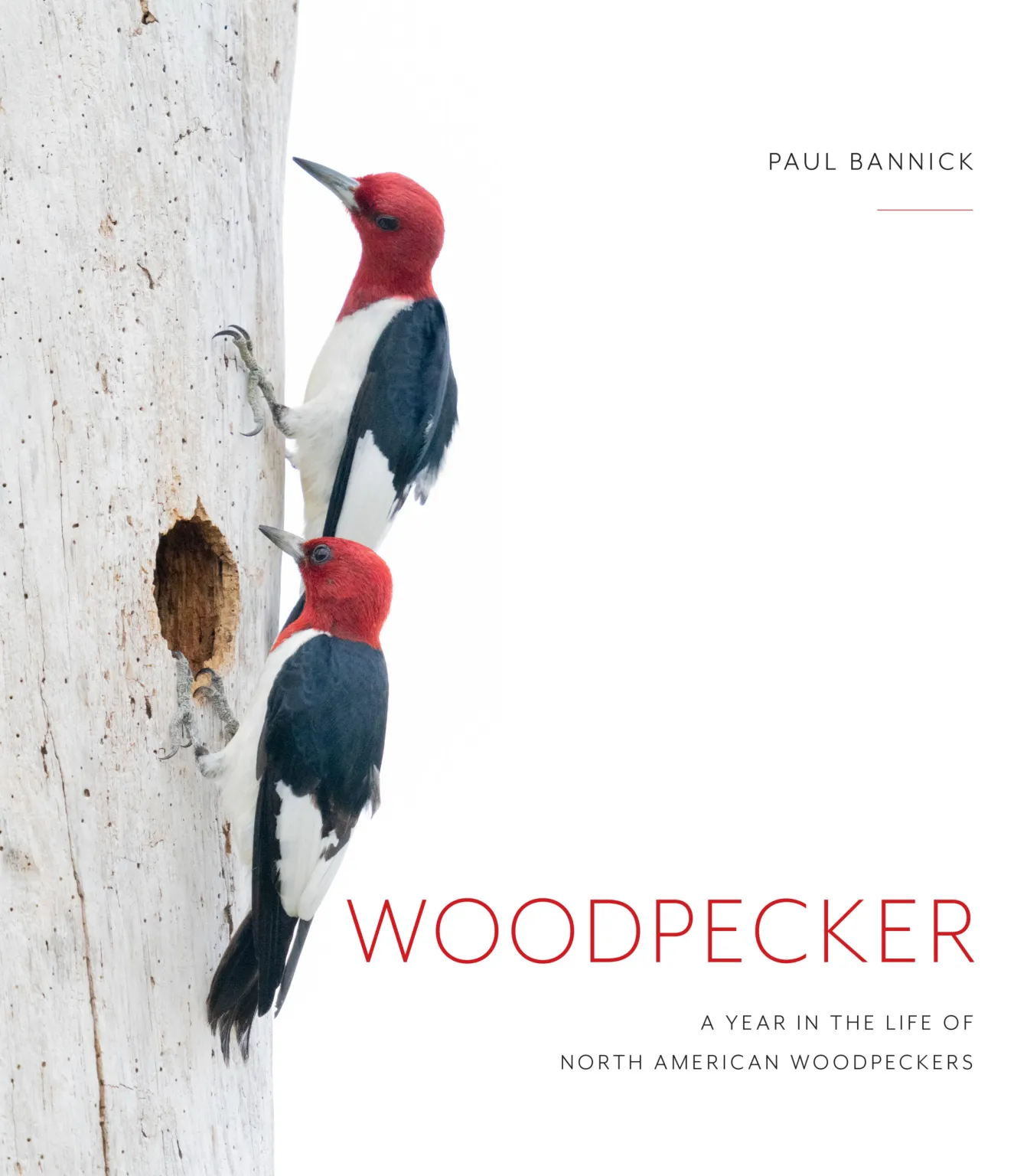 Woodpecker_FINALcover-scaled
