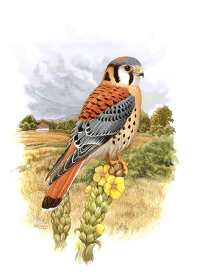 American Kestrel by M.DiGiorgio American Kestrel by M.DiGiorgio