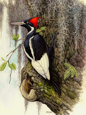 Logo Ivory Billed Woodpecker by M. DiGiorgio Logo Ivory Billed Woodpecker by M. DiGiorgio
