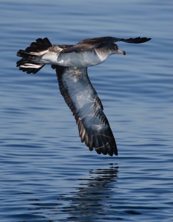 Pink-Footed Shearwater. photo by Hugh Ranson