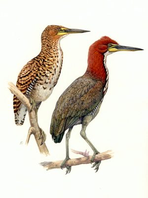 Rufescent Tiger Herons by M. DiGiorgio1 Rufescent Tiger Herons by M. DiGiorgio1
