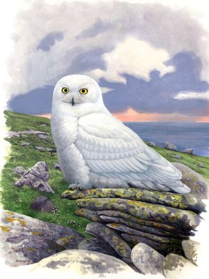 Snowy Owl by M.DiGiorgio Snowy Owl by M.DiGiorgio