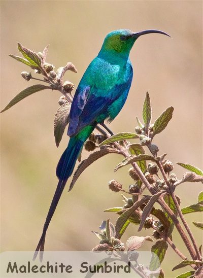 Malachite SunbirdNgorongoro Conservation AreaTZ