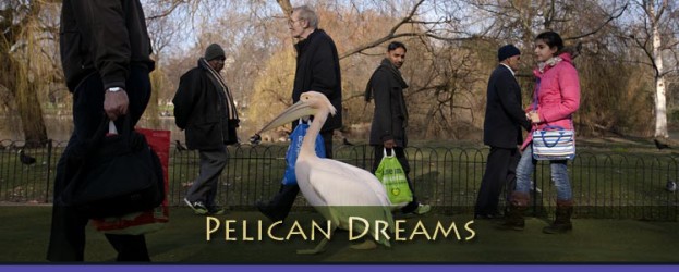 pelican-dreams.jpg