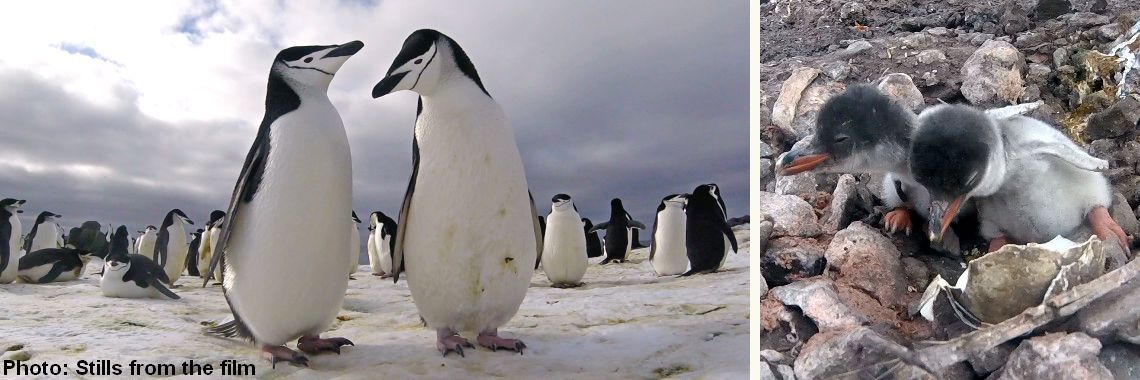Program: Living with Penguins