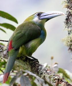 Blue-banded Toucanet