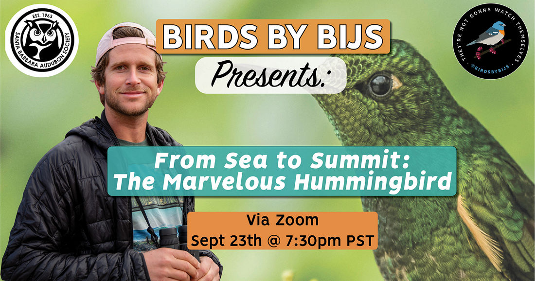 Program: From Sea to Summit: The Marvelous Hummingbird