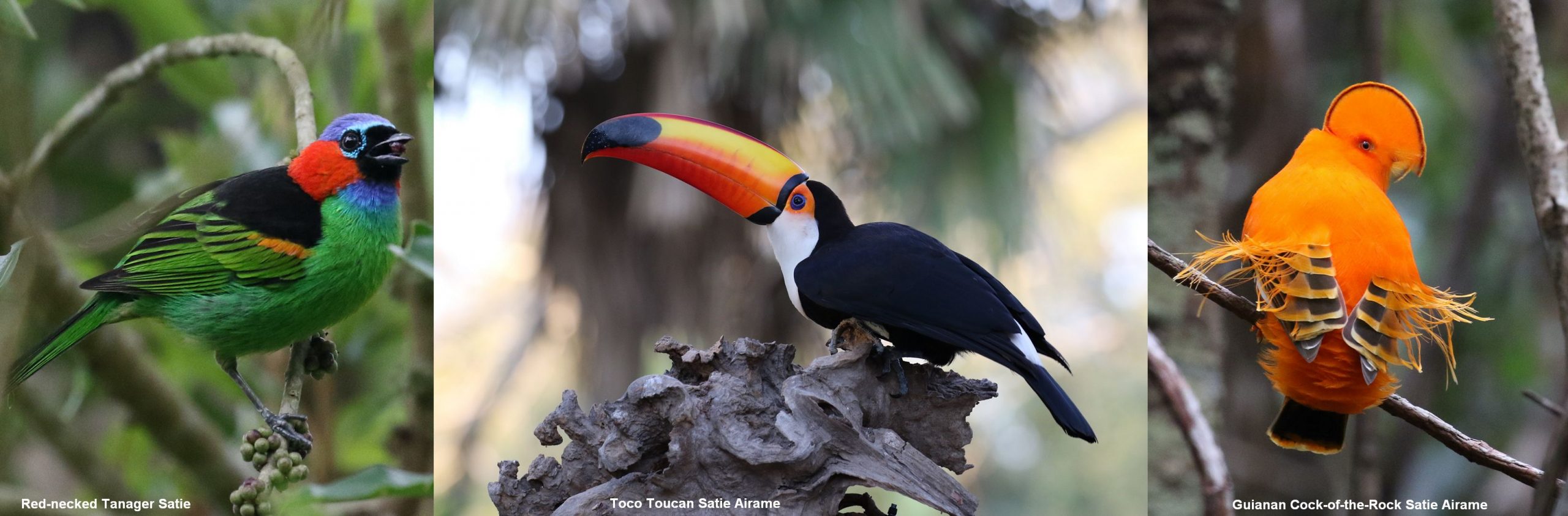 Program: Unforgettable Birds of Brazil