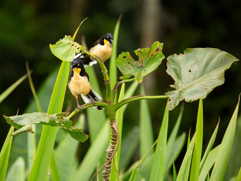 pgm 2026-01 Black-cappedDonacobius