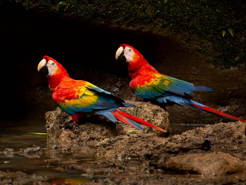 pgm 2026-01 ScarletMaccaws