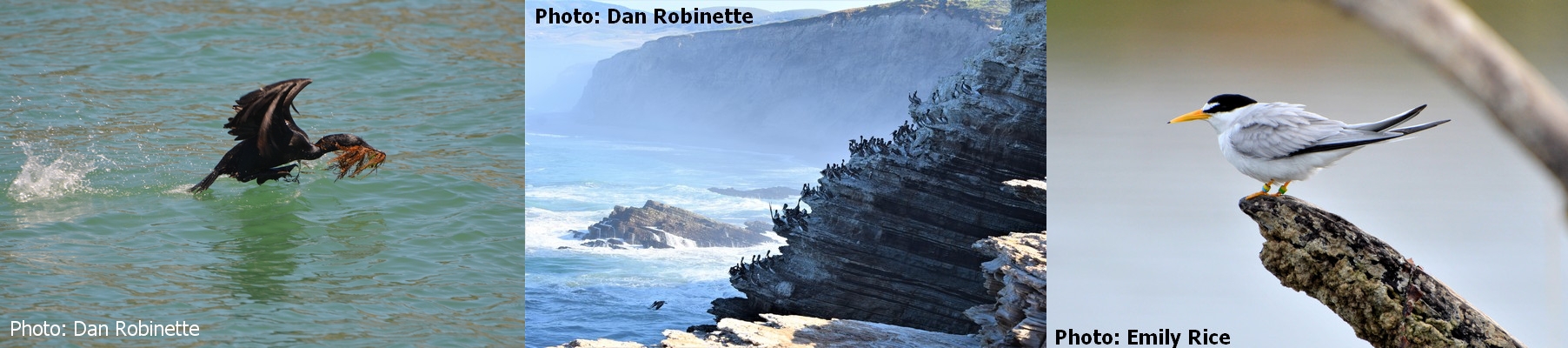 Program: Observing and Conserving California Coastal Seabirds