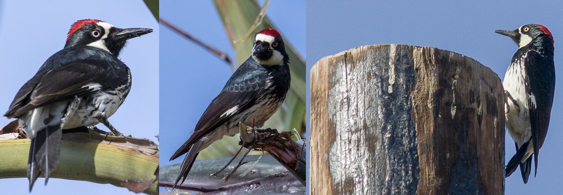 acorn woodpecker los angeles