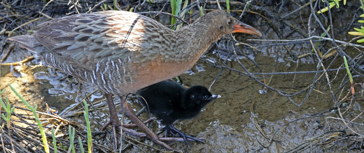 Program: Saving Bolsa Chica Wetland