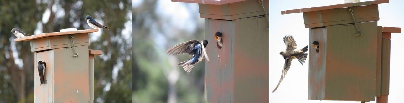 Program: SBAS Tree Swallow Nest Box Project
