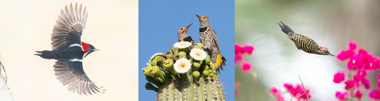 Program: Woodpecker: A Year in the Life of North American Woodpeckers (illustrated)