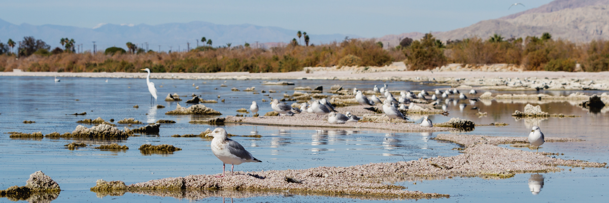 Field Trip: Salton Sea 4 Day Trip